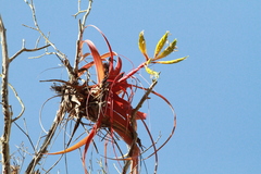 Tillandsia roland-gosselinii