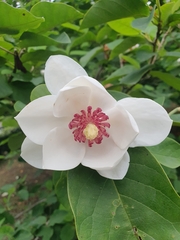Magnolia