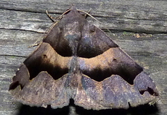 Gondysia