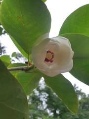 Magnolia