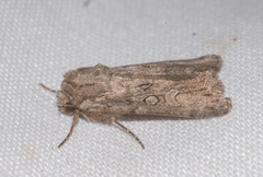 Dichagyris forcipula