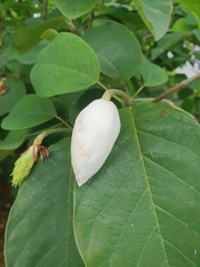 Magnolia