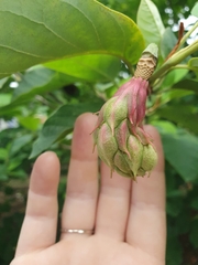 Magnolia
