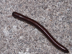 Leptogoniulus sorornus