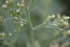 Lioptilodes albistriolatus