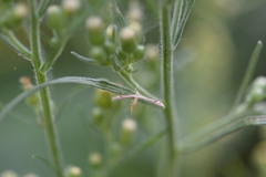 Lioptilodes albistriolatus