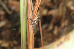 Scinax rostratus