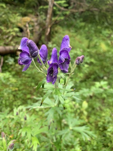 Aconitum senanense, photograph 1