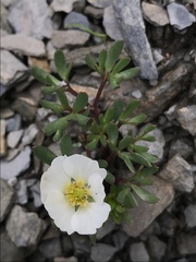 Ranunculus glacialis