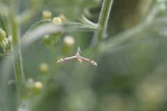 Lioptilodes albistriolatus