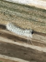 Lophocampa caryae