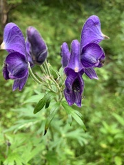 岸本年郎, CC BY, iNaturalist via GBIF Aconitum senanense, photograph 岸本年郎, CC BY, iNaturalist via GBIF