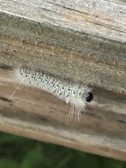 Lophocampa caryae