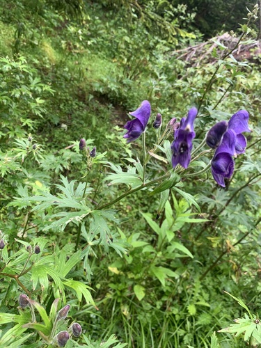Aconitum senanense, photograph 3
