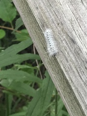 Lophocampa caryae