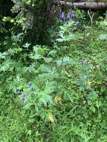 Aconitum senanense, photograph 4
