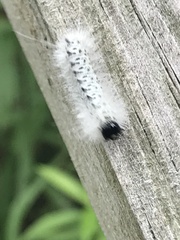 Lophocampa caryae
