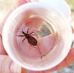 Rhynocoris iracundus