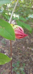 Rhododendron prunifolium
