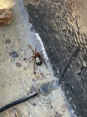 Steatoda