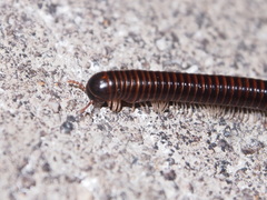 Leptogoniulus sorornus