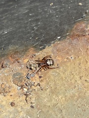 Steatoda