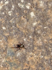 Steatoda