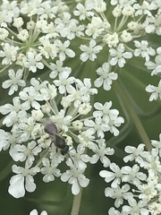 Hylaeus