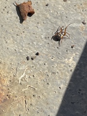 Steatoda