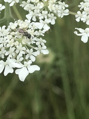 Hylaeus