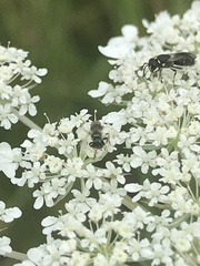 Hylaeus