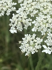 Hylaeus