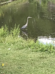 Ardea herodias