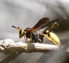 Mischocyttarus navajo