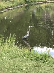 Ardea herodias