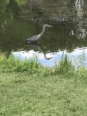 Ardea herodias