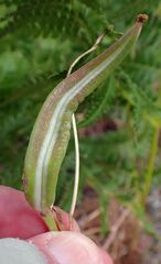 Calochortus invenustus