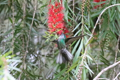 Green-Breasted Mountain-Gem photo 2