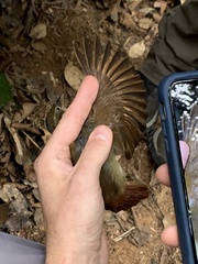 Automolus infuscatus