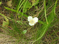 Calochortus apiculatus