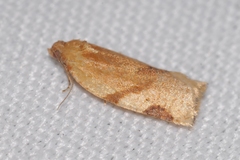 Paramesia gnomana