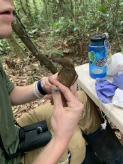 Xiphorhynchus elegans