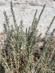 Neokochia americana