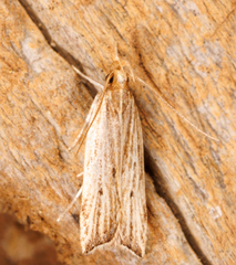 Helcystogramma hystricella
