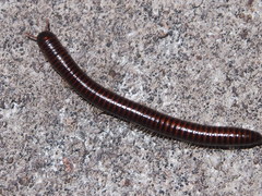 Leptogoniulus sorornus