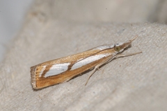 Catoptria myella
