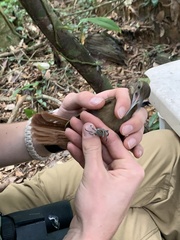 Xiphorhynchus elegans