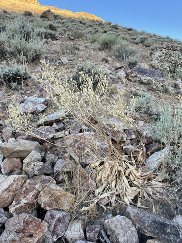 Talapoosa Peak pearpod (Lepidium tiehmii)