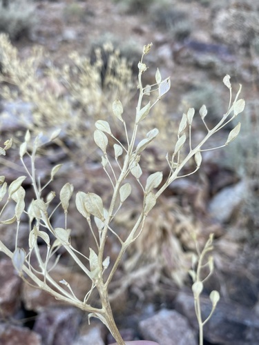 Image of Lepidium tiehmii by (c) Matt Berger, some rights reserved (CC BY)