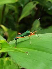 Paryphes